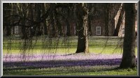 Krokusblüte im Schlosspark von Husum