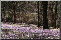 Krokusblüte im Schlosspark von Husum