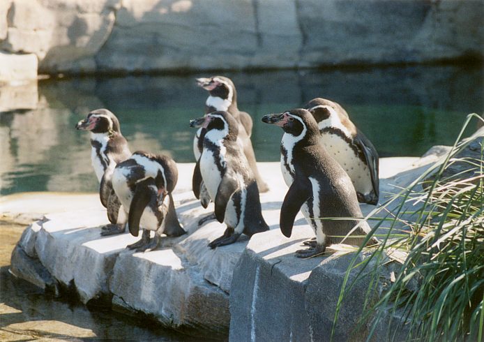 Humboldtpinguine