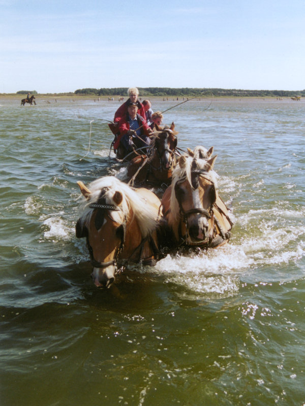 Vierspänner im Wasser