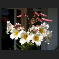 2012-07_Lilium_regale.jpg