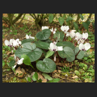 2014-03-05_Cyclamen_weiss.jpg