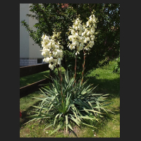 2014-07-04_Yucca_filamentosa_1.jpg