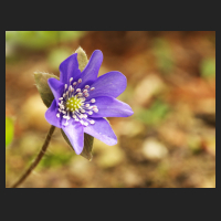 2016-04-08-Hepatica-nobilis-PSE14.jpg