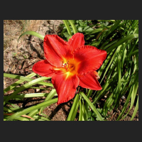 _Hemerocallis_Fire_Music.jpg