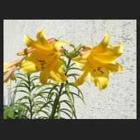 2009-07 Lilium Royal Gold 1.jpg