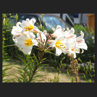 2009-07 Lilium regale 1.jpg