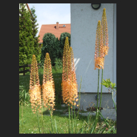 2010-06 Eremurus 1.jpg