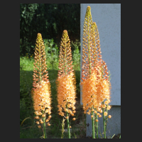 2010-06 Eremurus 2.jpg