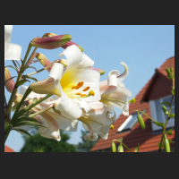 2010-07 Lilium regale 2.jpg