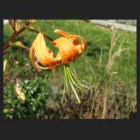 2012-07 Lilium henryi.jpg