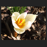 2013-03-04 Crocus sieberi Bowles White.jpg