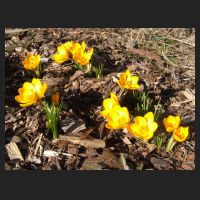 2013-03-05 Crocus chrysantus Sunkist.jpg