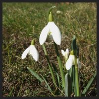 2013-03-05_Galanthus_nivalis.jpg