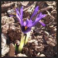 2013-03-06_Iris_reticulata_Violet_Beauty.jpg