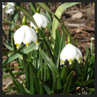 2013-03-06_Leucojum_vernum.jpg