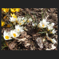 2013-04-01 Crocus sieberi Bowles White.jpg