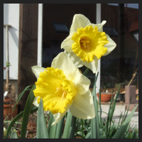 2013-04-20 Narcissus nn.jpg