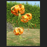 2013-08-01 Lilium henryi 1.jpg