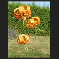 2013-08-01_Lilium_henryi_1.jpg