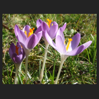 2014-02-20_Crocus_tommasianus.jpg