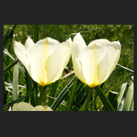 2015-04-16 Tulipa Purissima.jpg