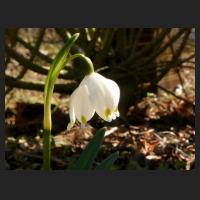 2016-03-17_Leucojum_vernum_vagneri.jpg