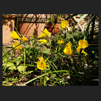 2016-05-06_Narcissus_Golden_Bells.jpg