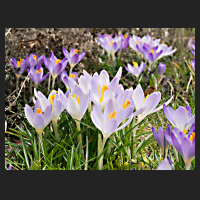 2017-03-04_Crocus_tommasianus.jpg