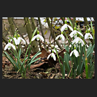 2017-03-04_Galanthus_nivalis.jpg