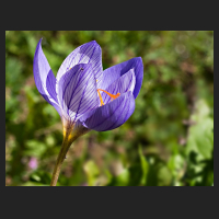 2017-10-01_Crocus_speciosus_01.jpg