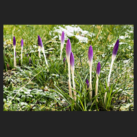 2018-02-08_Crocus_tommasinianus.jpg