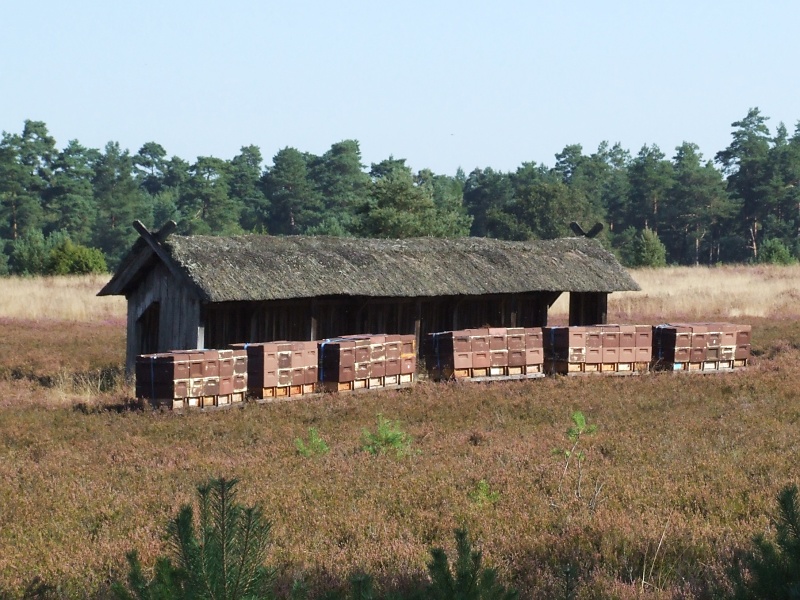 Lüneburger Heide