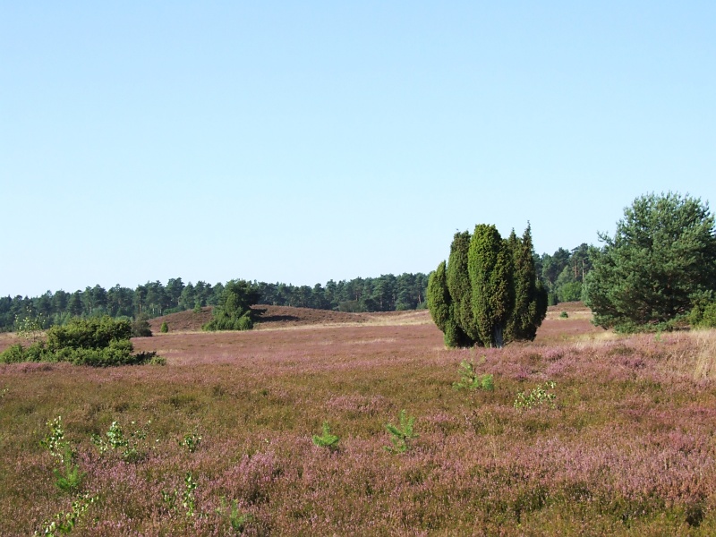 Lüneburger Heide