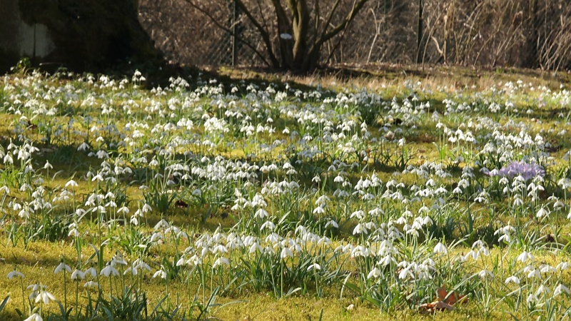 Schulgarten in Braunschweig