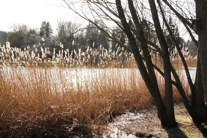 Schulgarten in Braunschweig