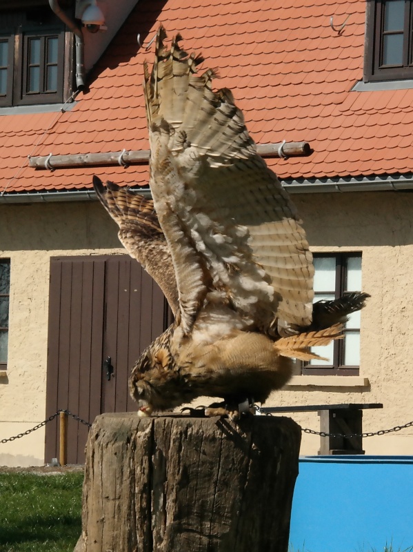 Burg Falkenstein im Harz