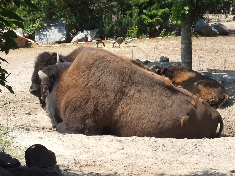 Bison im Zoo Hannover