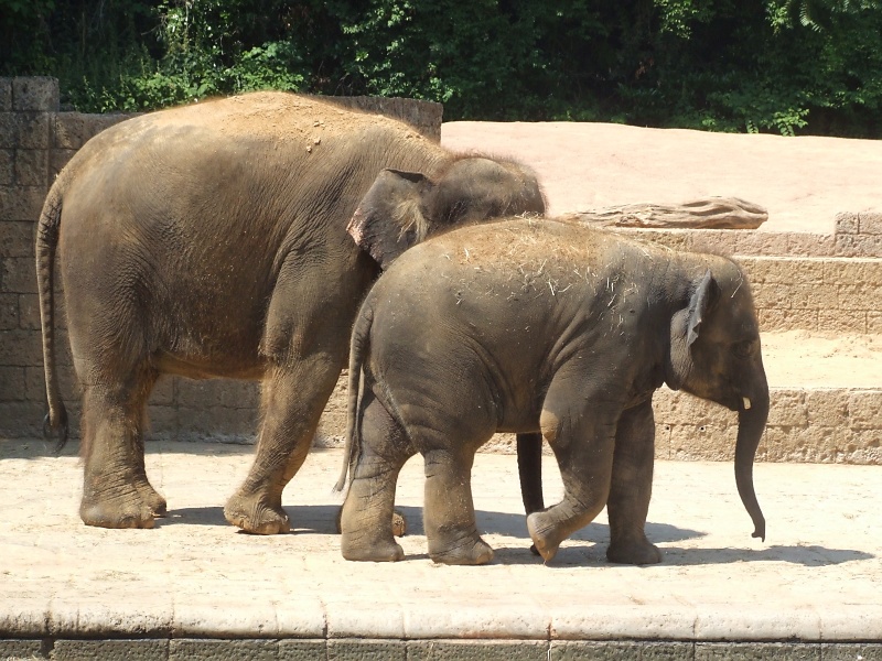 Elefanten im Zoo Hannover