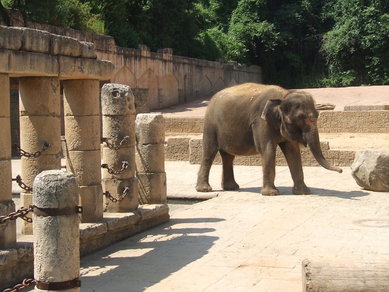 Elefanten im Zoo Hannover