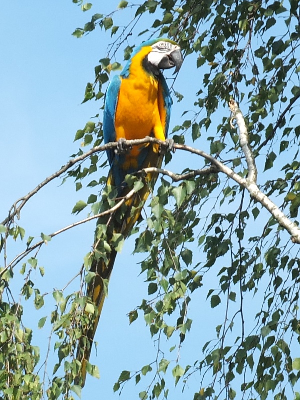 Aras bei einer Flugschau im Zoo Hannover