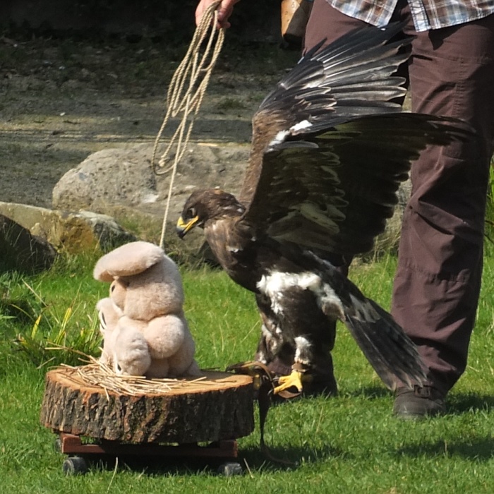 Bussard im Zoo in Hannover