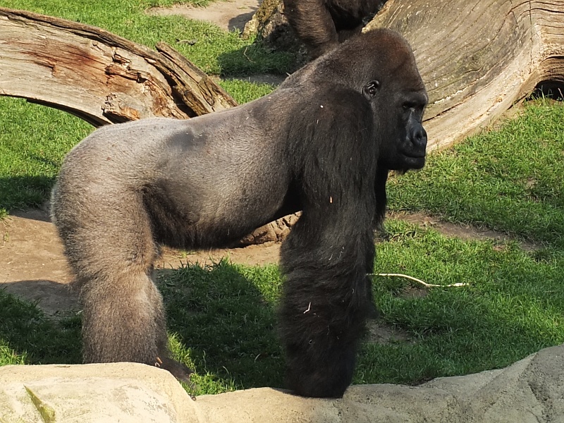 Silberrücken im Zoo Hannover