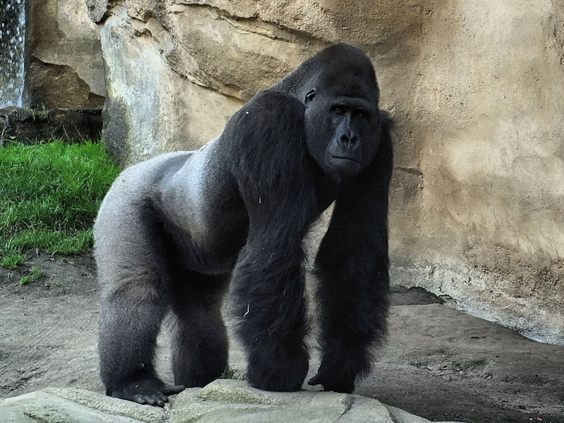 Silberrücken im Zoo Hannover