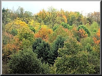 Arboretum (Weltwald) bei Bad Grund im Harz