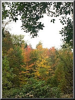 Arboretum (Weltwald) bei Bad Grund im Harz