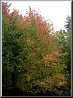 Arboretum (Weltwald) bei Bad Grund im Harz