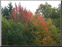 Arboretum (Weltwald) bei Bad Grund im Harz