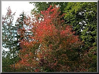 Arboretum (Weltwald) bei Bad Grund im Harz