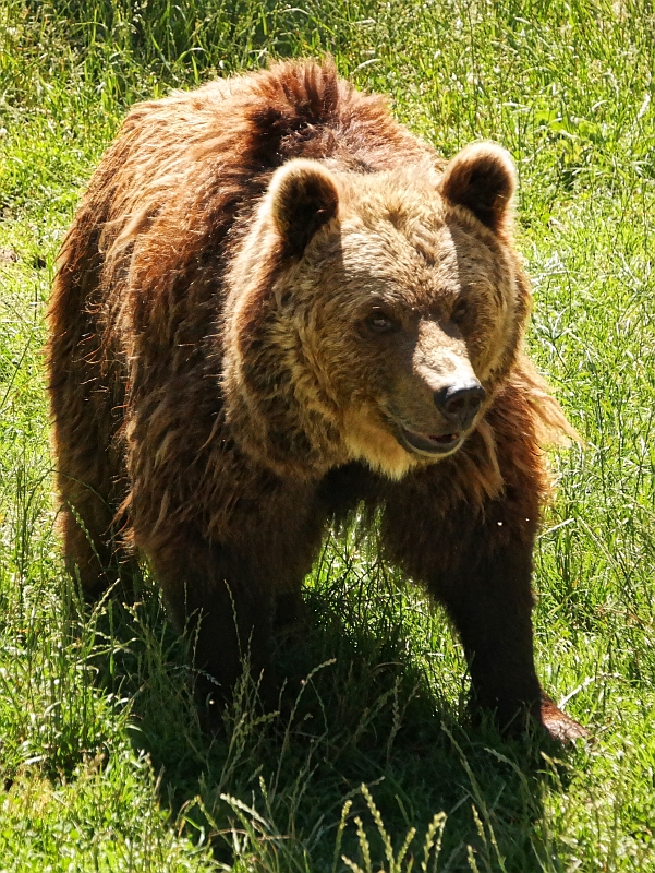 Tierpark bei Thale im Harz